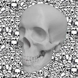 3D Skull