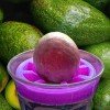 Crecedor de Avocado para Vaso