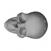 Skull Earrings 3D Model