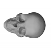 Skull Earrings 3D Model